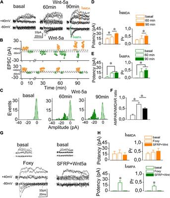 Wnt-5a induces the conversion of silent to functional synapses in the hippocampus